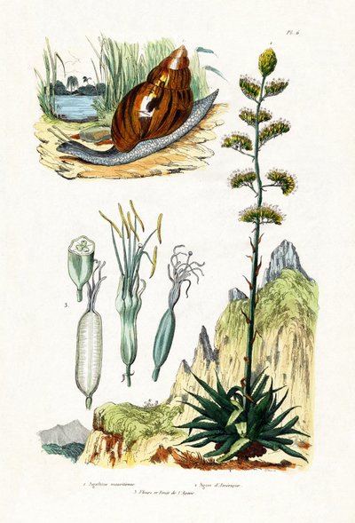 Chiocciola Agata da French School
